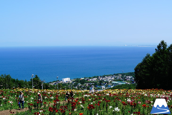 北海道最大級、213万輪のゆりの花！『オーンズ春香山ゆり園』